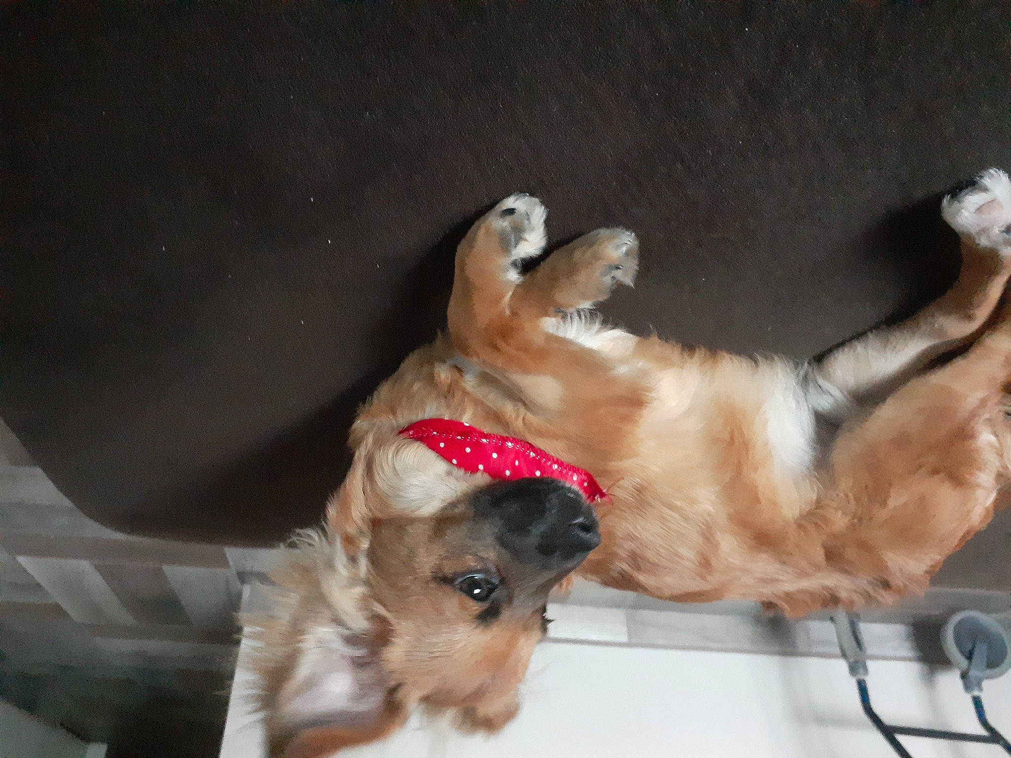 Wisky is registered to the contest to win money with this photo: canidae, carnivore, collar, companion_dog, dog, dog_breed, dog_collar, dog_supply, ear, fawn, fur, leash, paw, pet_supply, small_to_medium_sized_cats, snout, sporting_group, tail, whiskers, working_animal