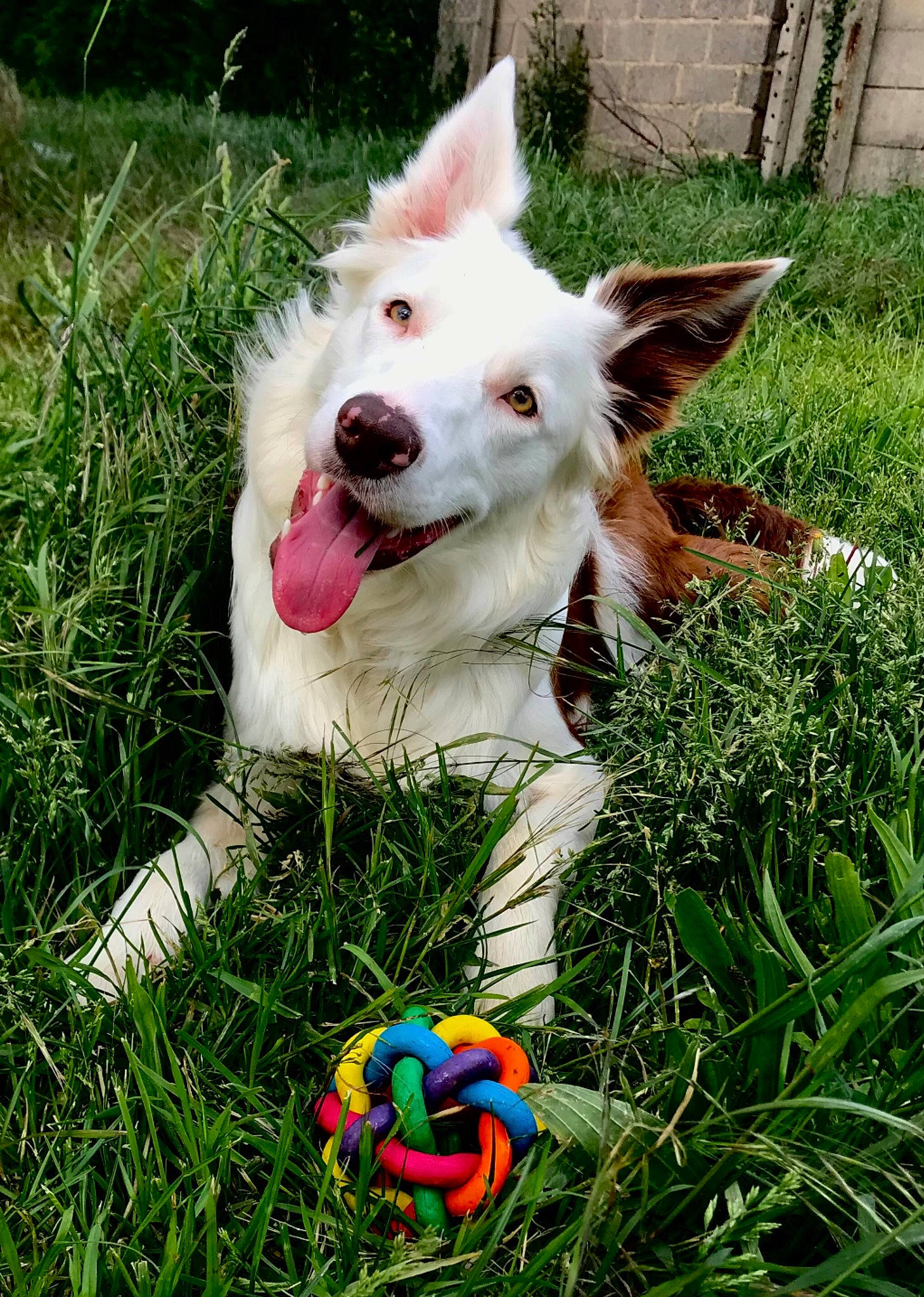 Blanko a rejoint le concours — aidez-le/la à gagner de superbes lots ! ball, canidae, carnivore, collar, companion_dog, dog, dog_breed, fang, fawn, fun, grass, happy, herbaceous_plant, herding_dog, non_sporting_group, people_in_nature, plant, snout, sporting_group, working_dog