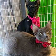 Groucho is registered to the contest to win money with this photo: animal, bell, black_cat, bow_tie, cage, cat, collar, cute, domestic_animal, feline, fluffy, gray_cat, green_background, indoor, kitten, looking, pet, portrait, white_cage, young_cat