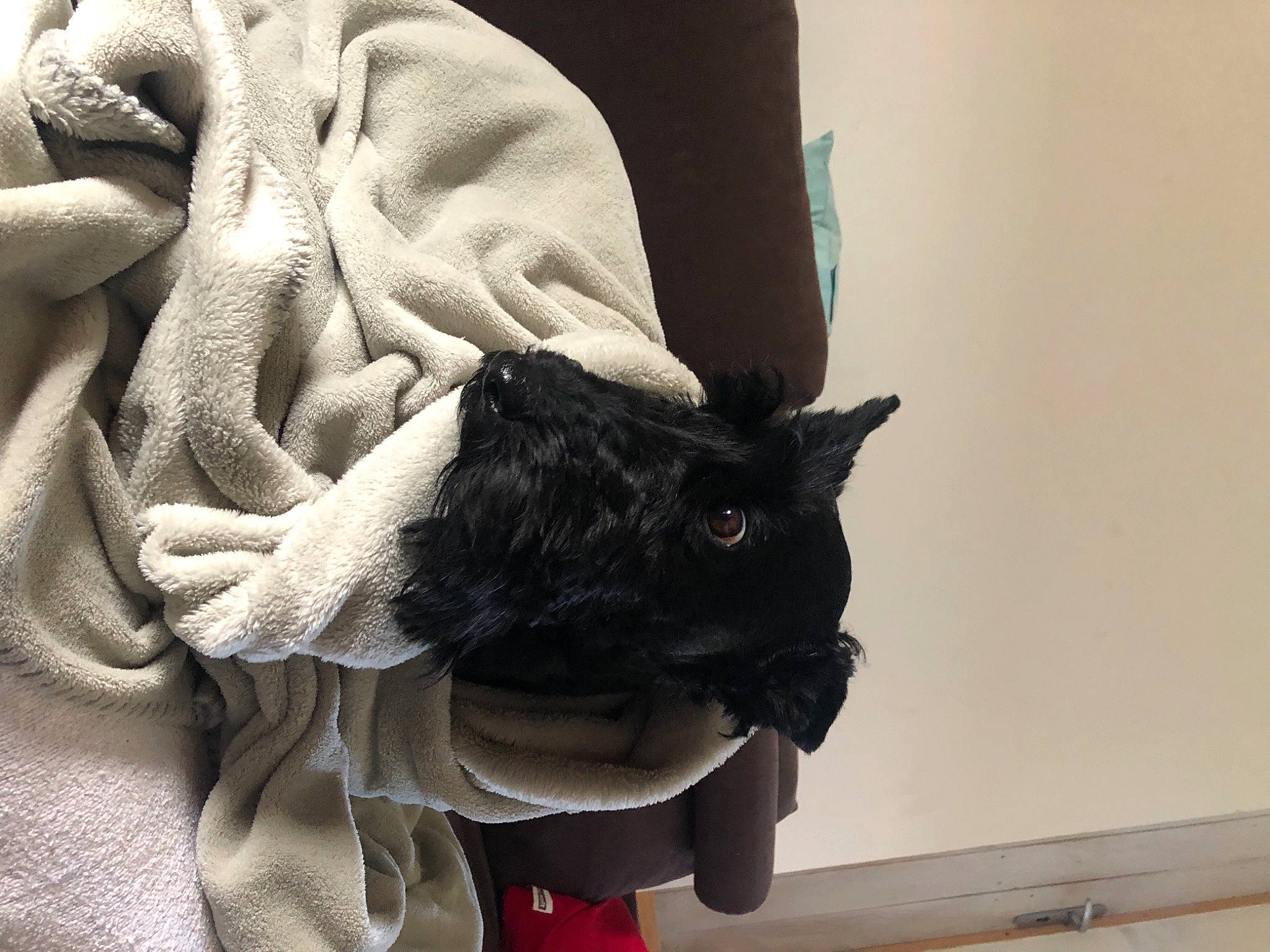 Jasper a rejoint le concours — aidez-le/la à gagner de superbes lots ! bag, carnivore, collar, comfort, dog, dog_breed, dress, fawn, felidae, glasses, grey, hair, headgear, human_body, leg, sleeve, small_to_medium_sized_cats, sunglasses, whiskers, window