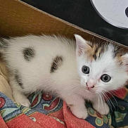 Tigroux participe au concours pour gagner de l'argent avec cette photo : kitten, cat, animal, pet, white_fur, spotted_fur, cardboard_box, fabric, colorful, cute, young, small, whiskers, ears, eyes, indoor, curious, feline, mammal, domestic