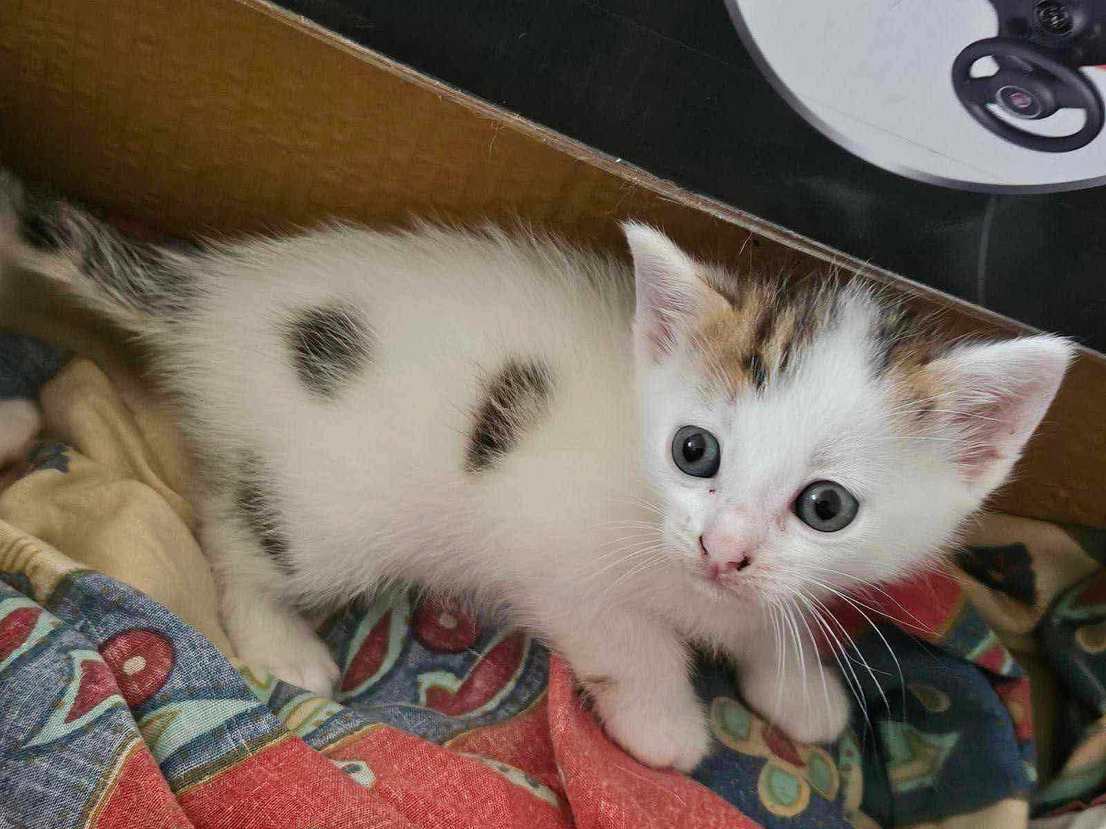 Tigroux participe au concours pour gagner de l'argent avec cette photo : kitten, cat, animal, pet, white_fur, spotted_fur, cardboard_box, fabric, colorful, cute, young, small, whiskers, ears, eyes, indoor, curious, feline, mammal, domestic