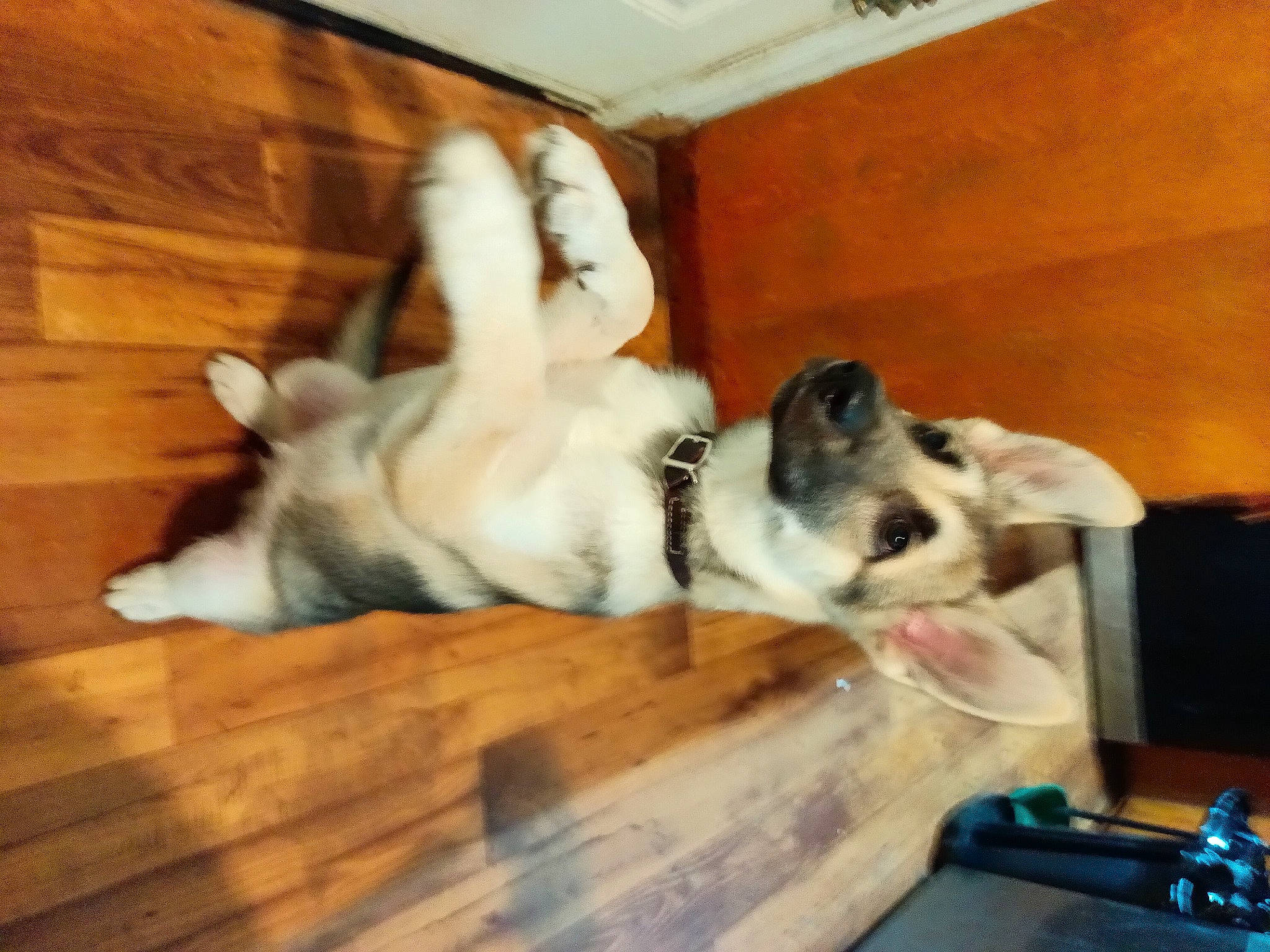 Tucker is registered to the contest to win money with this photo: canidae, carnivore, comfort, companion_dog, dog, dog_breed, fawn, felidae, flooring, fur, hardwood, laminate_flooring, paw, room, small_to_medium_sized_cats, sporting_group, tail, varnish, wood, wood_flooring