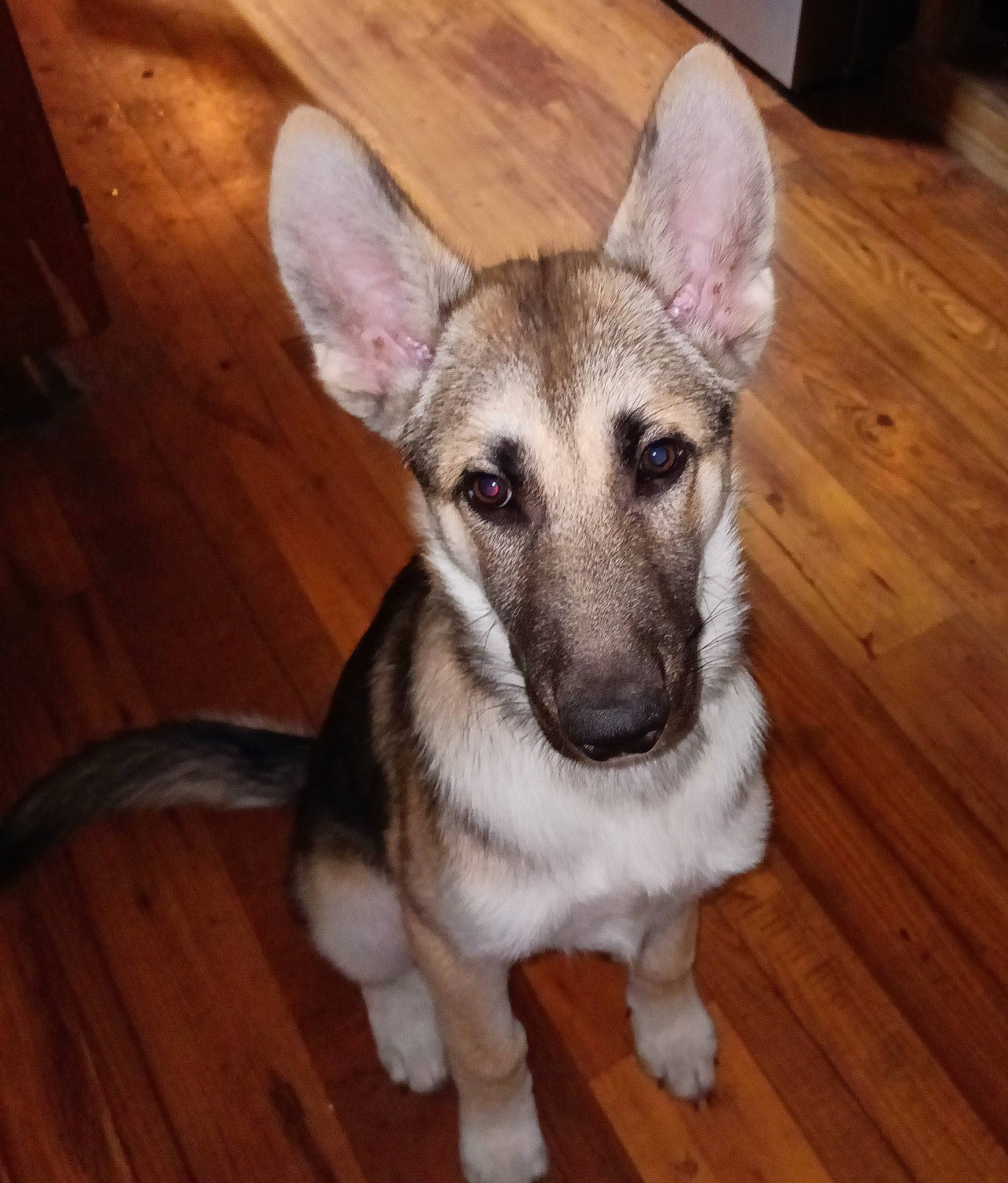 Tucker joined the competition — help win amazing prizes! canidae, carnivore, companion_dog, dog, dog_breed, fawn, flooring, fur, hardwood, paw, plank, sporting_group, tail, terrestrial_animal, varnish, whiskers, wood, wood_flooring, wood_stain, working_animal