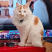 Blanco participe au concours pour gagner de l'argent avec cette photo : cat, orange_and_white_cat, feline, indoor, red_cabinet, television, woman, profile, watching_tv, fluffy_fur, pet, domestic_cat, collar, sitting, curious, calm, household, living_room, technology, screen