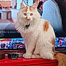 cat, orange_and_white_cat, feline, indoor, red_cabinet, television, woman, profile, watching_tv, fluffy_fur, pet, domestic_cat, collar, sitting, curious, calm, household, living_room, technology, screen
