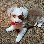Fred joined the competition — help win amazing prizes! adorable, animal, brown_carpet, brown_fur, companion, cute, dog, domestic_animal, fluffy, friendly, heart_pattern, indoor, laying_down, looking_up, pet, puppy, red_bandana, small_dog, white_fur, young_dog