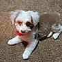 adorable, animal, brown_carpet, brown_fur, companion, cute, dog, domestic_animal, fluffy, friendly, heart_pattern, indoor, laying_down, looking_up, pet, puppy, red_bandana, small_dog, white_fur, young_dog