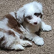 Brenda Manning is registered to the contest to win money with this photo: puppy, dog, carpet, fluffy, brown, white, pet, cute, laying_down, indoor, fur, young, animal, mammal, companion, resting, looking, adorable, small, curious