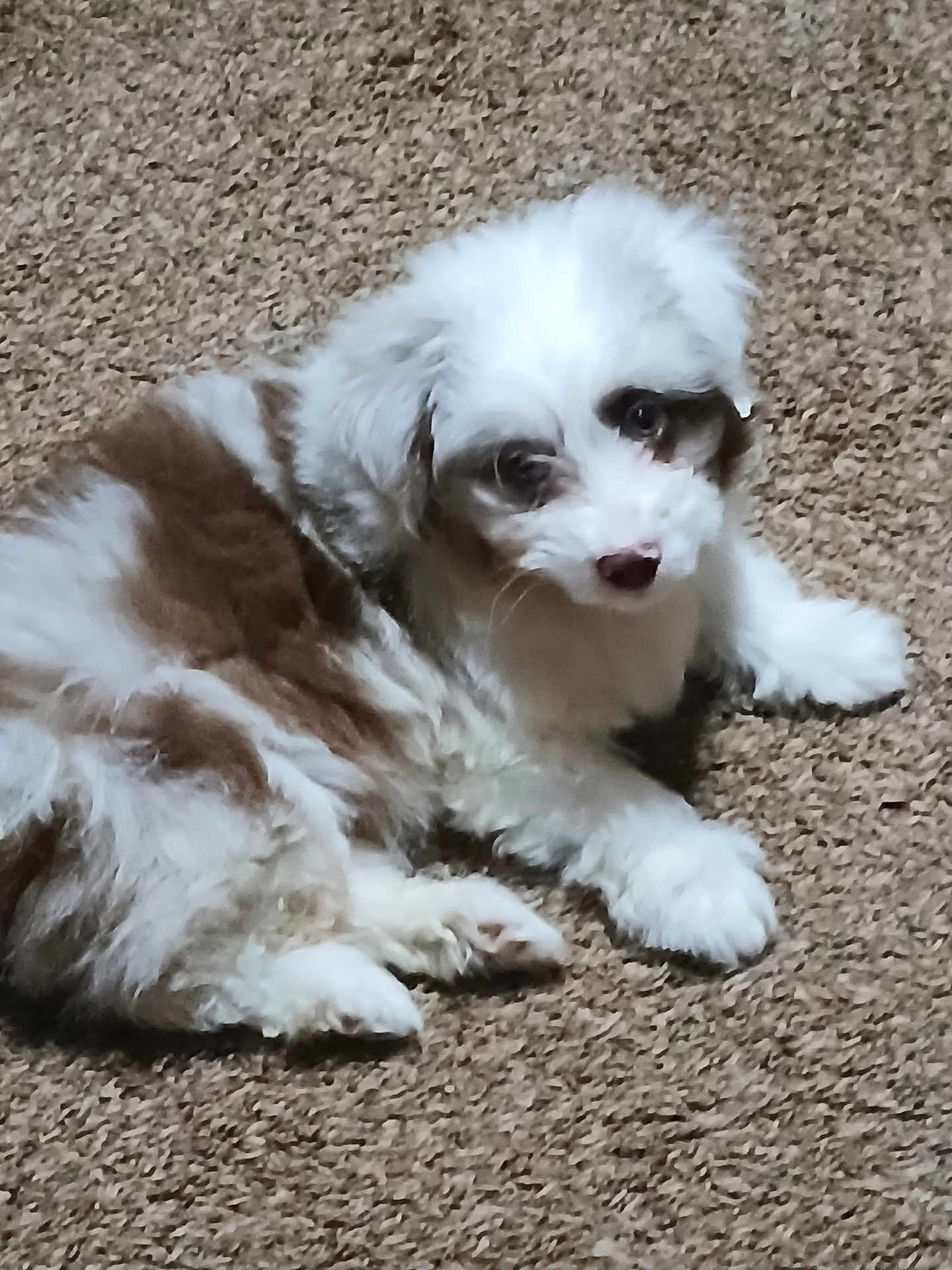Brenda Manning is registered to the contest to win money with this photo: puppy, dog, carpet, fluffy, brown, white, pet, cute, laying_down, indoor, fur, young, animal, mammal, companion, resting, looking, adorable, small, curious