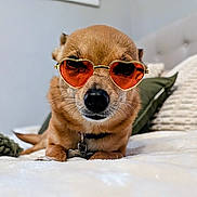 Sophie is registered to the contest to win money with this photo: dog, sunglasses, heart_shaped, bed, pillow, cozy, indoor, pet, cute, relaxed, fur, small_dog, accessory, collar, animal, portrait, lying_down, whiskers, close_up, red_lenses