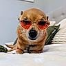 dog, sunglasses, heart_shaped, bed, pillow, cozy, indoor, pet, cute, relaxed, fur, small_dog, accessory, collar, animal, portrait, lying_down, whiskers, close_up, red_lenses