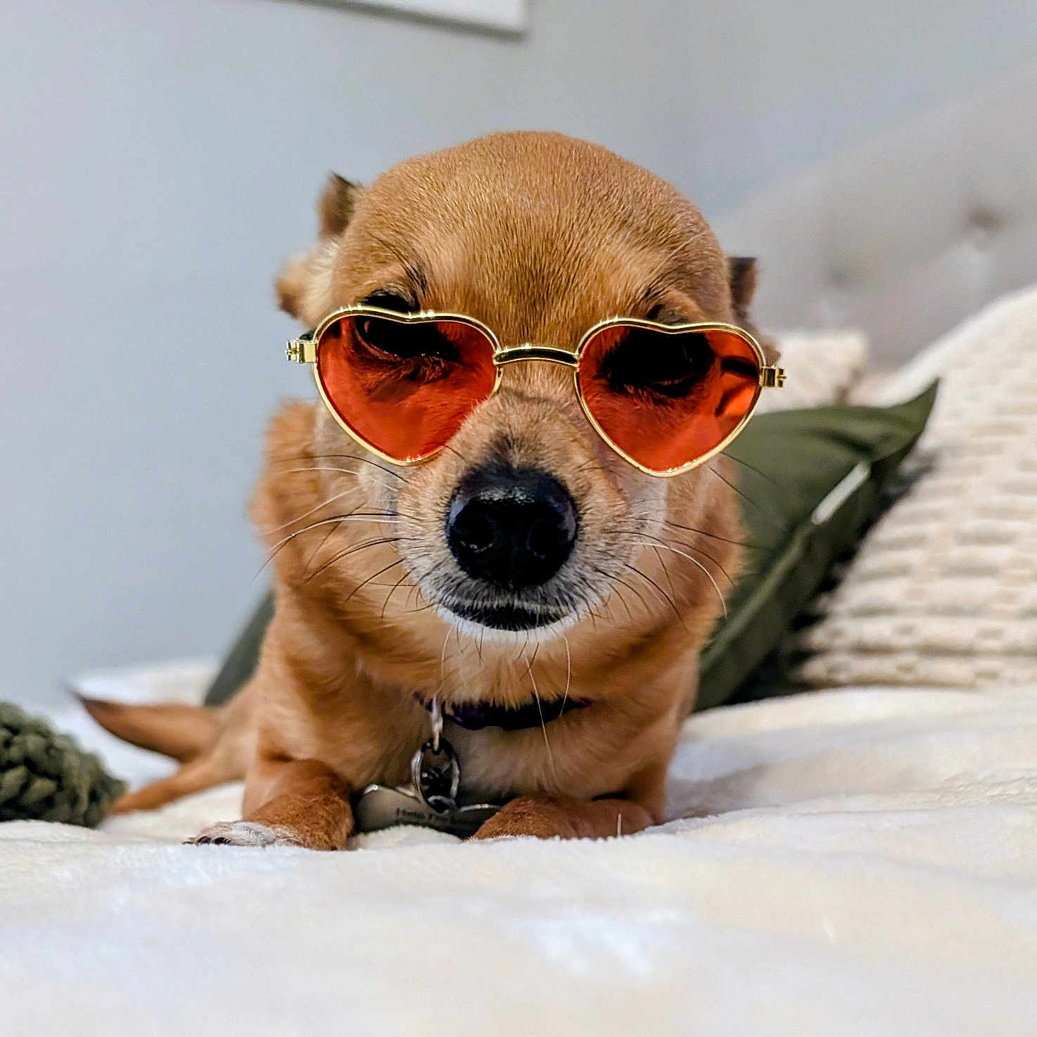 Sophie is registered to the contest to win money with this photo: dog, sunglasses, heart_shaped, bed, pillow, cozy, indoor, pet, cute, relaxed, fur, small_dog, accessory, collar, animal, portrait, lying_down, whiskers, close_up, red_lenses