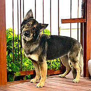 Chari joined the competition — help win amazing prizes! animal, black, brown, canine, companion, curious, daylight, dog, domestic_animal, fur, greenery, head_tilt, nature, outdoor, pet, plants, portrait, railing, standing, wooden_deck