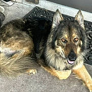 Chari joined the competition — help win amazing prizes! dog, canine, pet, fur, laying_down, outdoor, mat, friendly, looking_up, brown_fur, black_fur, tan_fur, ears_up, tongue_out, concrete_floor, animal, companion, domestic_animal, close_up, portrait