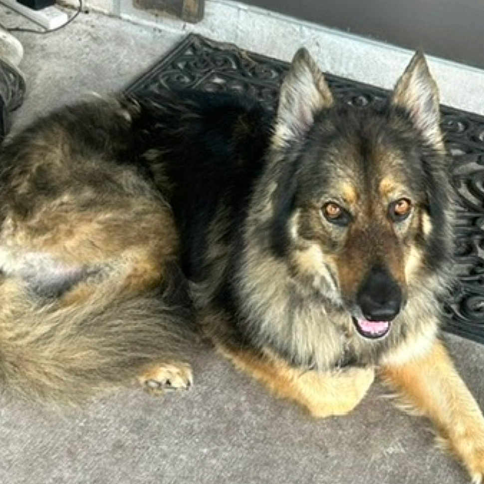 Chari joined the competition — help win amazing prizes! dog, canine, pet, fur, laying_down, outdoor, mat, friendly, looking_up, brown_fur, black_fur, tan_fur, ears_up, tongue_out, concrete_floor, animal, companion, domestic_animal, close_up, portrait