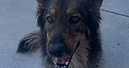 Chari is registered to the contest to win money with this photo: animal, brown_eyes, canine, companion, concrete, cute, dog, ears, friendly, fur, german_shepherd, happy, muzzle, outdoor, pet, portrait, sitting, smiling, tail, tongue