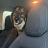 dog, car, vehicle_interior, seat, headrest, smiling_dog, pet, animal, window, light, collar, leather_seat, happy, canine, transportation, travel, indoor, companion, friendly, looking