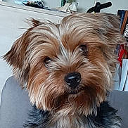 Némo participe au concours pour gagner de l'argent avec cette photo : dog, yorkshire_terrier, pet, close_up, indoor, fur, cute, animal, canine, small_dog, face, ears, black_nose, brown_fur, black_fur, household, sofa, curious, portrait, companion