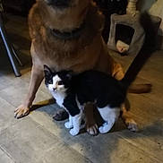 Hartur a rejoint le concours — aidez-le/la à gagner de superbes lots ! aegean_cat, cat, cat_like_mammal, dog_breed_group, fauna, fur, kitten, small_to_medium_sized_cats, snout, tail, whiskers