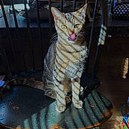 Peeweee joined the competition — help win amazing prizes! cat, tabby, wooden_chair, kitchen, sunlight, shadow, striped, licking, nose, pet, animal, indoor, feline, domestic_cat, seat, furniture, floor, window_light, cozy, household
