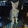 cat, tabby, wooden_chair, kitchen, sunlight, shadow, striped, licking, nose, pet, animal, indoor, feline, domestic_cat, seat, furniture, floor, window_light, cozy, household