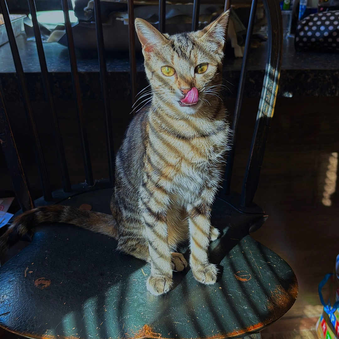 Peeweee joined the competition — help win amazing prizes! cat, tabby, wooden_chair, kitchen, sunlight, shadow, striped, licking, nose, pet, animal, indoor, feline, domestic_cat, seat, furniture, floor, window_light, cozy, household