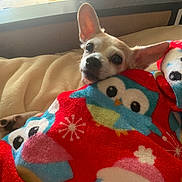 Faith joined the competition — help win amazing prizes! animal, blanket, comfort, couch, cozy, cute, dog, ears, face, fur, home, indoor, natural_light, owl_pattern, pet, relaxation, resting, small_dog, soft_texture, window