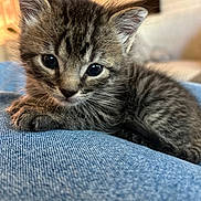 Angel is registered to the contest to win money with this photo: kitten, cat, fur, animal, pet, cute, small, young, whiskers, ears, eyes, resting, indoor, blue_fabric, soft, close_up, portrait, feline, cozy, curious