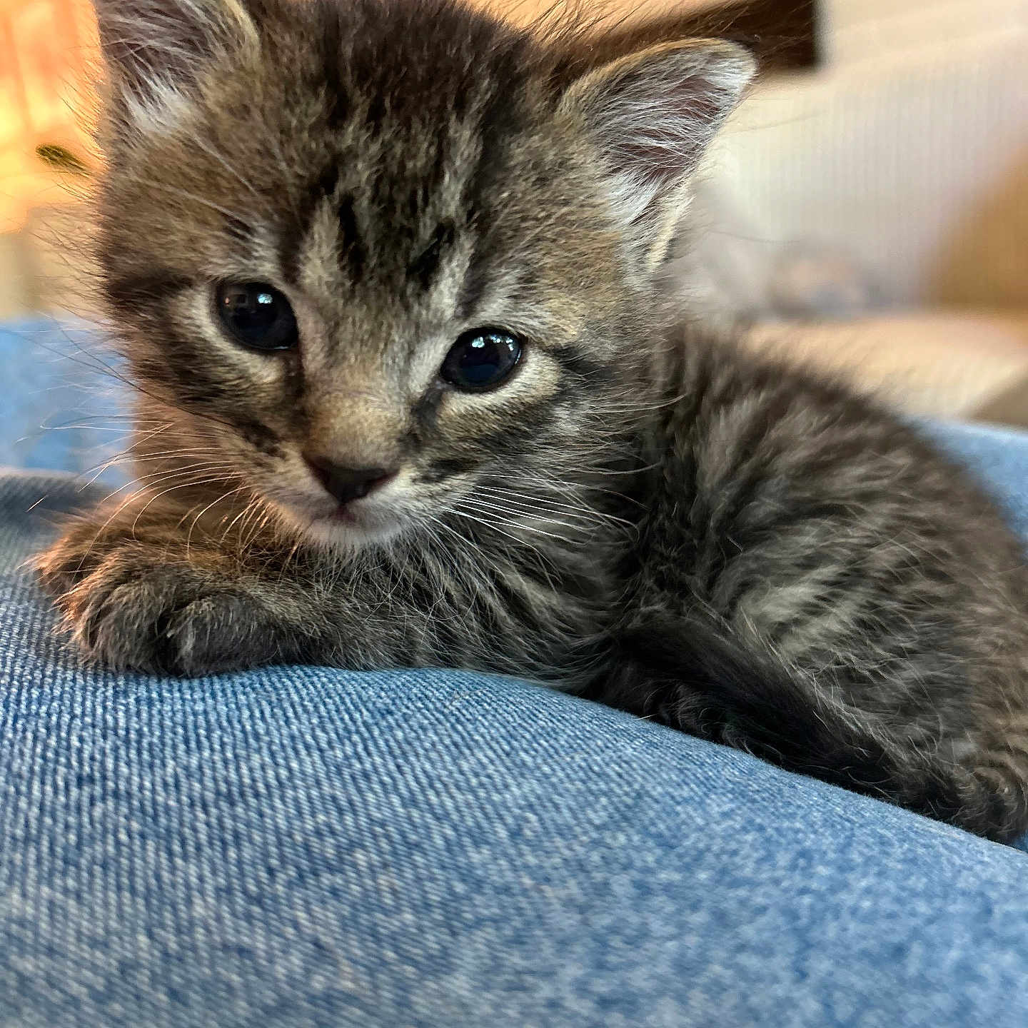 Angel is registered to the contest to win money with this photo: animal, blue_fabric, cat, close_up, cozy, curious, cute, ears, eyes, feline, fur, indoor, kitten, pet, portrait, resting, small, soft, whiskers, young