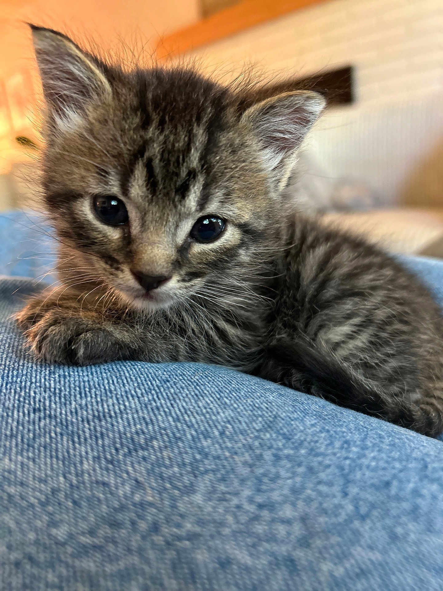 Angel is registered to the contest to win money with this photo: kitten, cat, fur, animal, pet, cute, small, young, whiskers, ears, eyes, resting, indoor, blue_fabric, soft, close_up, portrait, feline, cozy, curious