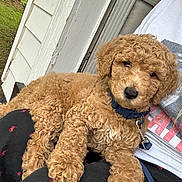 Ruger is registered to the contest to win money with this photo: animal, brown, canine, closeup, clothing, collar, companion, curly_fur, cute, dog, fur, house, lap, leash, outdoor, person, pet, porch, puppy, resting