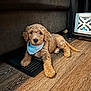 Ruger joined the competition — help win amazing prizes! animal, bandana, brown, couch, curly_fur, cute, decor, dog, floor, furniture, home, indoor, pet, puppy, relaxed, resting, small_dog, vent, wooden_floor, young_dog