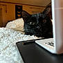 Mika is registered to the contest to win money with this photo: black_cat, cat, indoor, blanket, laptop, technology, curious, pet, feline, close_up, cozy, bedroom, soft_texture, domestic_animal, animal, whiskers, ears, eyes, resting, home