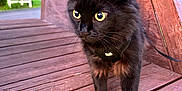Mika is registered to the contest to win money with this photo: black_cat, cat, pet, animal, outdoor, wooden_deck, yellow_eyes, harness, curious, feline, close_up, nature, greenery, wood, leash, young_cat, alert, daylight, fur, whiskers