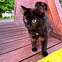 black_cat, cat, pet, animal, outdoor, wooden_deck, yellow_eyes, harness, curious, feline, close_up, nature, greenery, wood, leash, young_cat, alert, daylight, fur, whiskers