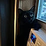 Mika joined the competition — help win amazing prizes! black_cat, cat, indoor, window, thermostat, curious, wide_eyes, pet, animal, feline, home, technology, focus, daylight, cozy, wood_panel, digital_display, appliance, looking_out, domestic