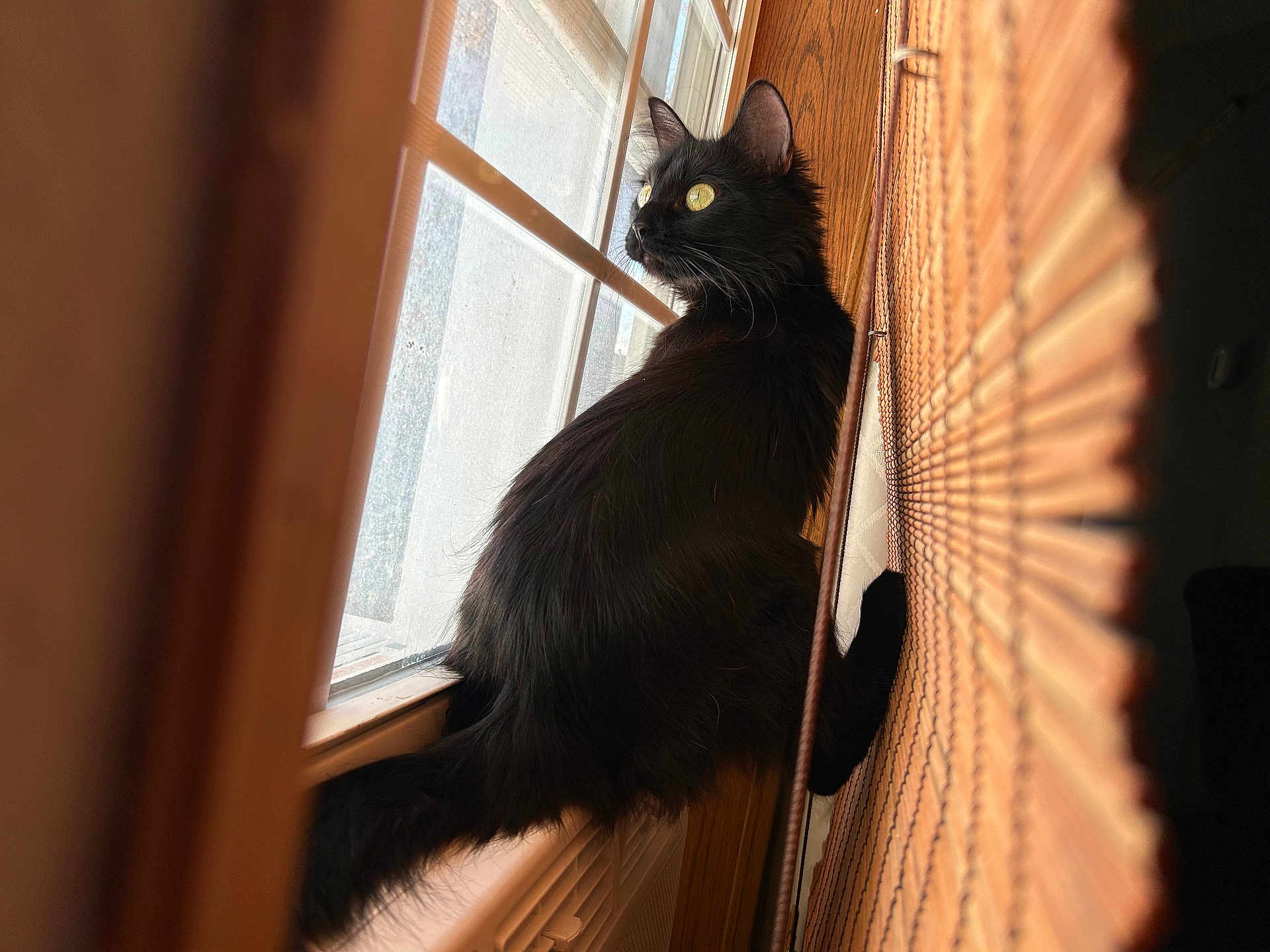 Mika is registered to the contest to win money with this photo: cat, black_cat, window, windowsill, wooden_blinds, indoor, pet, animal, feline, fur, sunlight, shadow, golden_eyes, curious, sitting, cozy, house, looking_outside, domestic_cat, side_view