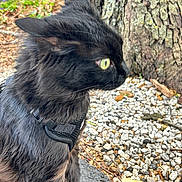 Mika joined the competition — help win amazing prizes! black_cat, cat, animal, outdoor, tree_trunk, gravel, fur, yellow_eyes, pet, harness, nature, closeup, side_view, whiskers, wildlife, curious, sitting, mammal, alert, daylight