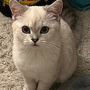Suki is registered to the contest to win money with this photo: animal, bag, blanket, blue_eyes, carpet, cat, cozy, curious, cute, ears, feline, gray_fur, home, indoor, paws, pet, sitting, soft_texture, whiskers, white_fur