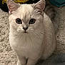 animal, bag, blanket, blue_eyes, carpet, cat, cozy, curious, cute, ears, feline, gray_fur, home, indoor, paws, pet, sitting, soft_texture, whiskers, white_fur