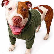 Hank is registered to the contest to win money with this photo: dog, hoodie, brown_and_white, happy, tongue_out, pet, animal, studio_shot, white_background, front_view, close_up, ears, paws, canine, smiling, fur, cute, domestic_animal, friendly, clothing