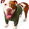 dog, hoodie, brown_and_white, happy, tongue_out, pet, animal, studio_shot, white_background, front_view, close_up, ears, paws, canine, smiling, fur, cute, domestic_animal, friendly, clothing