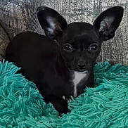 Xena is registered to the contest to win money with this photo: dog, puppy, black_dog, small_dog, chihuahua, pet, animal, sitting, indoors, blanket, turquoise, shaggy_texture, large_ears, white_chest, dark_fur, portrait, centered_composition, cozy, cute, curious