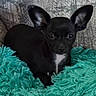 dog, puppy, black_dog, small_dog, chihuahua, pet, animal, sitting, indoors, blanket, turquoise, shaggy_texture, large_ears, white_chest, dark_fur, portrait, centered_composition, cozy, cute, curious