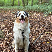 Aïko a rejoint le concours — aidez-le/la à gagner de superbes lots ! dog, happy, outdoor, forest, nature, animal, pet, tricolor, tongue_out, fur, sitting, leaf_litter, tree, canine, collar, playful, daylight, smiling, adventure, cute