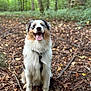 dog, happy, outdoor, forest, nature, animal, pet, tricolor, tongue_out, fur, sitting, leaf_litter, tree, canine, collar, playful, daylight, smiling, adventure, cute