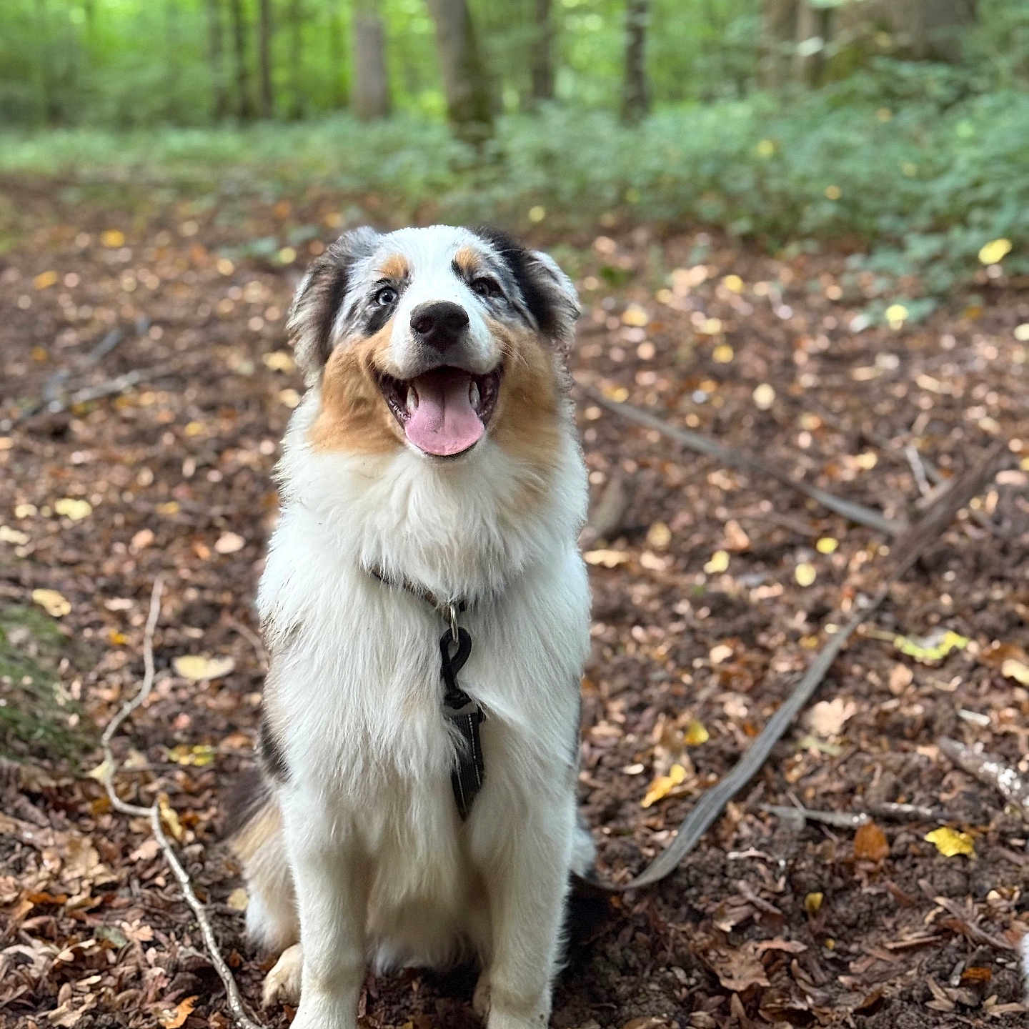 Aïko a rejoint le concours — aidez-le/la à gagner de superbes lots ! adventure, animal, canine, collar, cute, daylight, dog, forest, fur, happy, leaf_litter, nature, outdoor, pet, playful, sitting, smiling, tongue_out, tree, tricolor