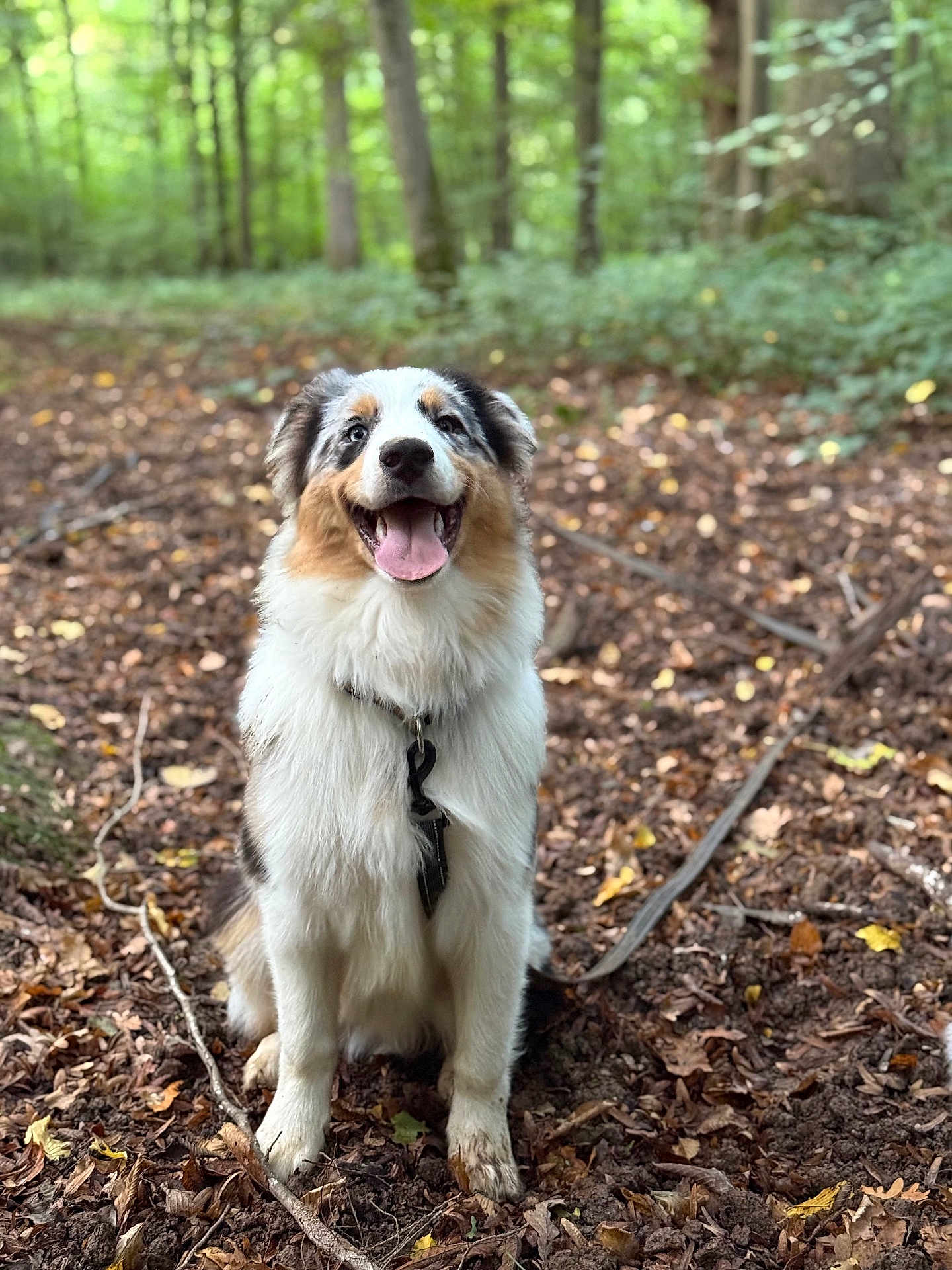 Aïko a rejoint le concours — aidez-le/la à gagner de superbes lots ! dog, happy, outdoor, forest, nature, animal, pet, tricolor, tongue_out, fur, sitting, leaf_litter, tree, canine, collar, playful, daylight, smiling, adventure, cute