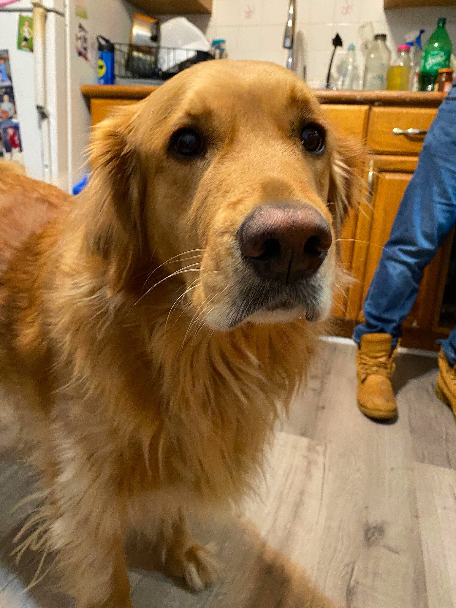 Charlie joined the competition — help win amazing prizes! canidae, carnivore, companion_dog, dog, dog_breed, fawn, golden_retriever, mammal, retriever, snout, sporting_group, vertebrate, whiskers